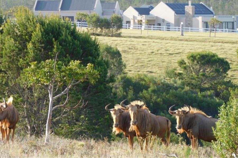 0 Bedroom Property for Sale in Kabeljauws Eastern Cape